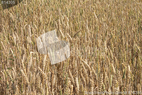 Image of golden corn field