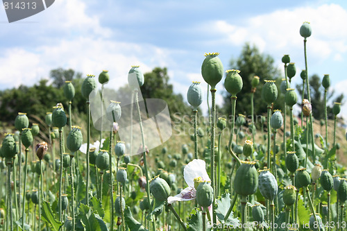 Image of poppy field