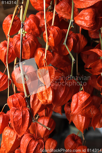 Image of exotic fruits 