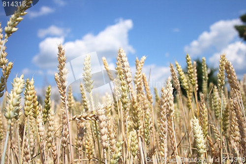 Image of golden corn field