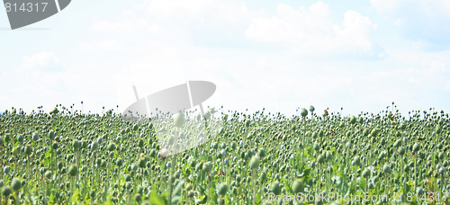 Image of poppy field