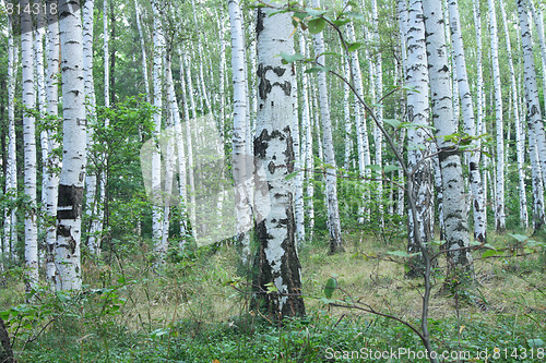 Image of green forest