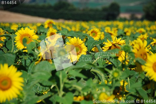 Image of Sunflowers Meadow, Tuscany