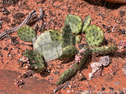 Image of Cactus in the Grand Canyon