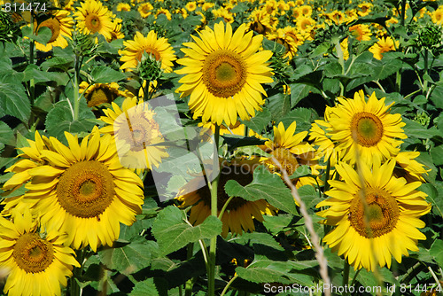 Image of Sunflowers Meadow, Tuscany