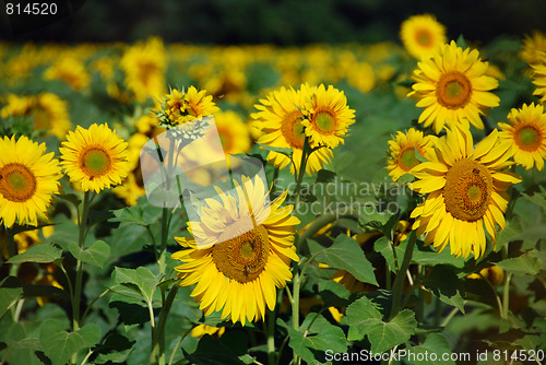 Image of Sunflowers Meadow, Tuscany