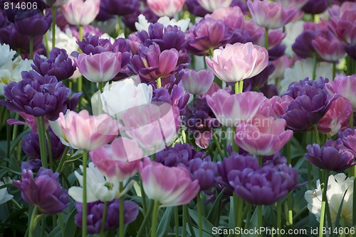 Image of Flowers in a Oslo Meadow, Norway, May 2009