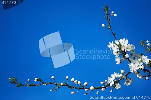 Image of spring blooming