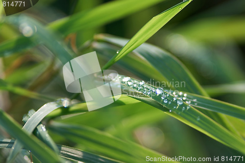 Image of grass