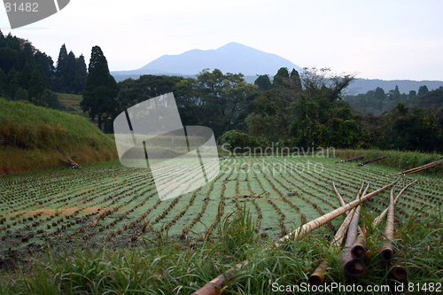 Image of Rice Field