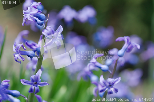 Image of Flowers