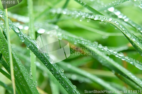 Image of Grass