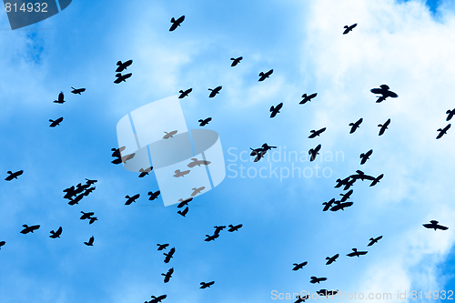 Image of Crows