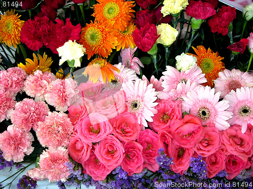 Image of Vibrant Exhibition Flowers