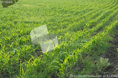 Image of Agriculture