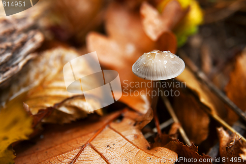 Image of Mushroom