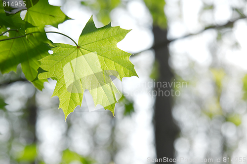 Image of Leaves