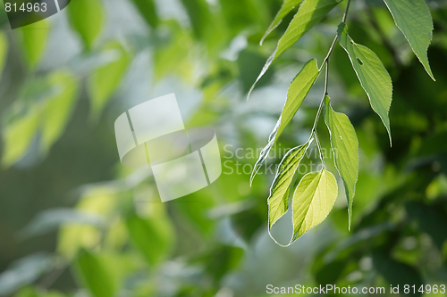 Image of Leaves