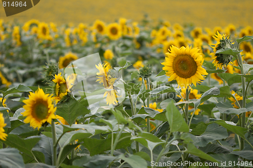 Image of Sunflowers