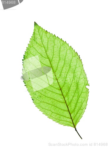 Image of Leaf