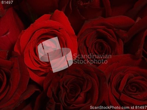 Image of red roses