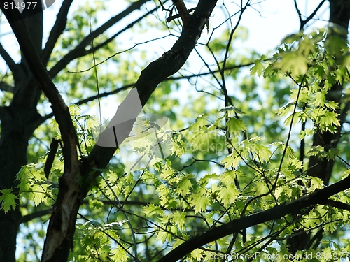 Image of Leaves