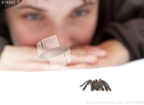 Image of Spider