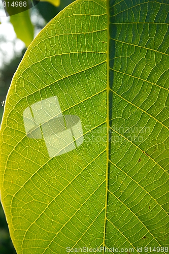 Image of Leaf
