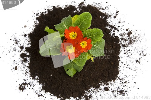 Image of Springtime gardening