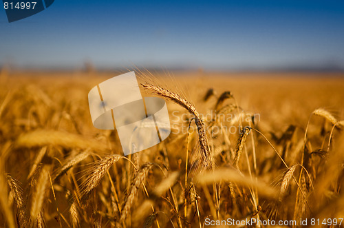 Image of Wheat field