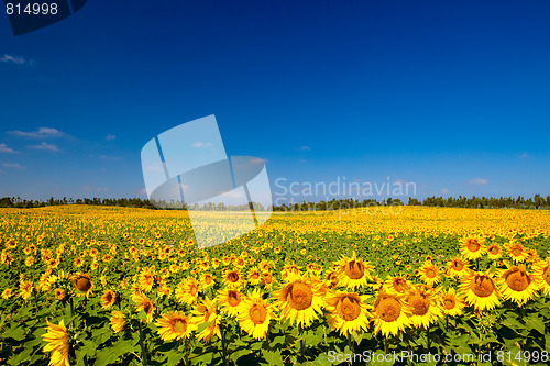 Image of Sunflowers