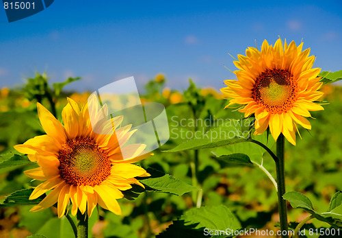 Image of Sunflowers