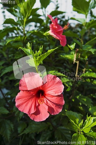 Image of Red hibiscus flower