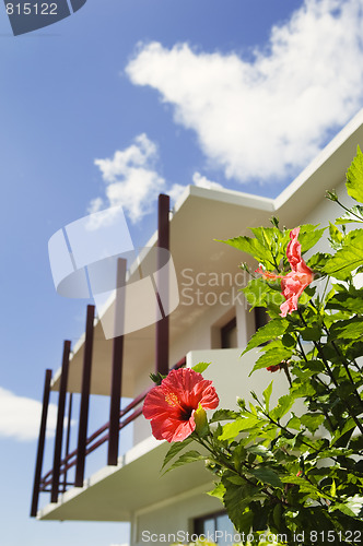 Image of Red hibiscus flower