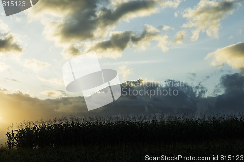 Image of Corn field at sunset