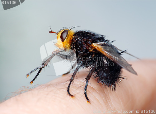 Image of Black fly on my finger