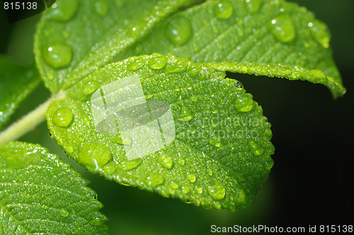 Image of Leaf of wild rose with drops.