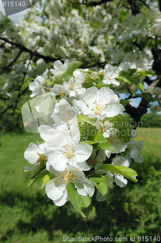 Image of Blossoming apple tree