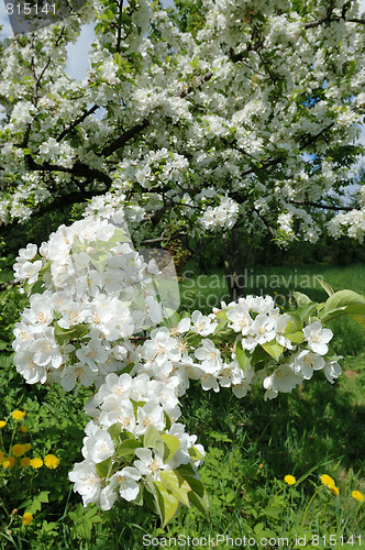Image of Blossoming apple tree