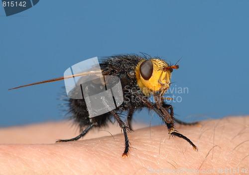 Image of Black fly on my finger