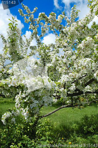 Image of Blossoming apple tree