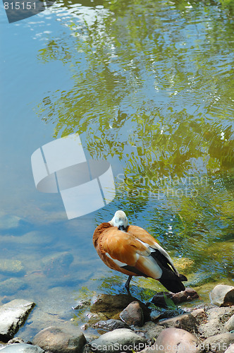 Image of A colorful duck on the pond