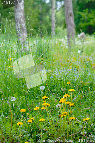 Image of The grass on the edge of the forest