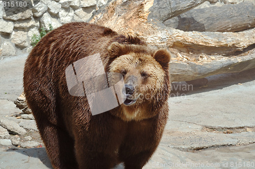 Image of Brown bear