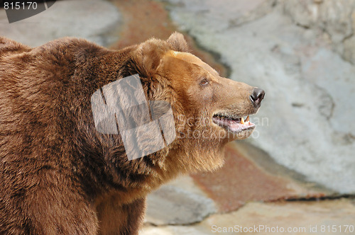 Image of Brown bear