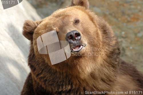 Image of Brown bear