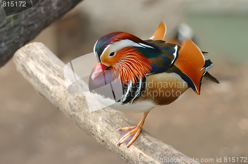 Image of Mandarin duck (Aix galericulata)