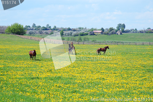 Image of Horses on flowering spring pasture 