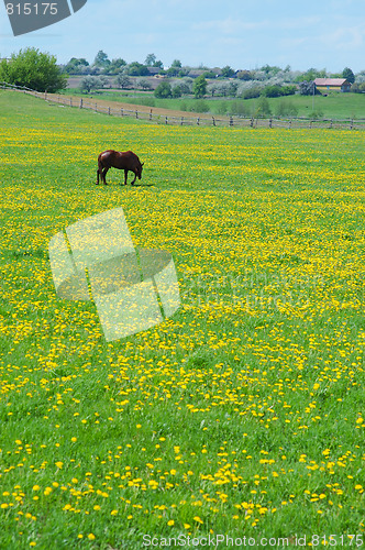 Image of The horse on flowering spring pasture