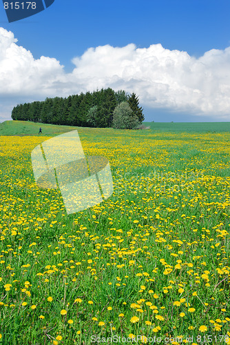 Image of Blooming Spring Meadow